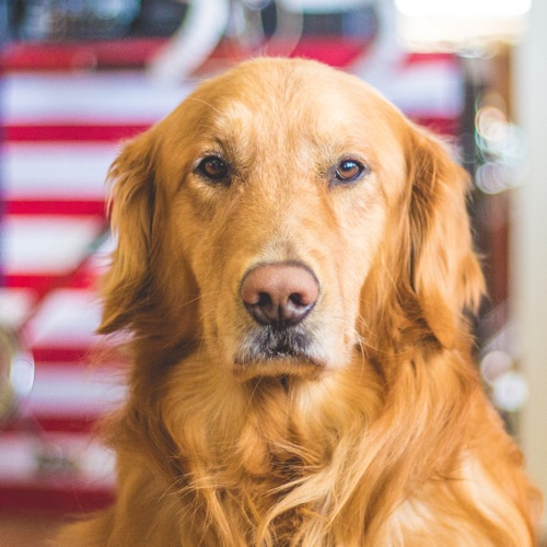 Image of golden retriever dog  from The Compounding Lab in Dayton, Ohio.